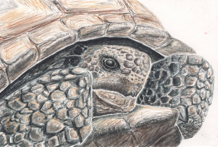 tortoisepracticesmall